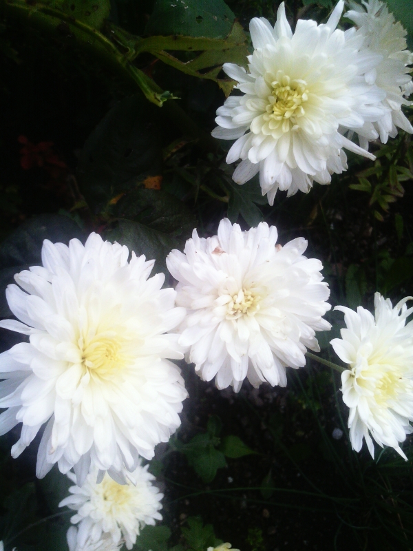 Fotka z Prestigio tabletu Multipad 2 PRIME DUO 8.0 - Recenzia mobilných telefónov