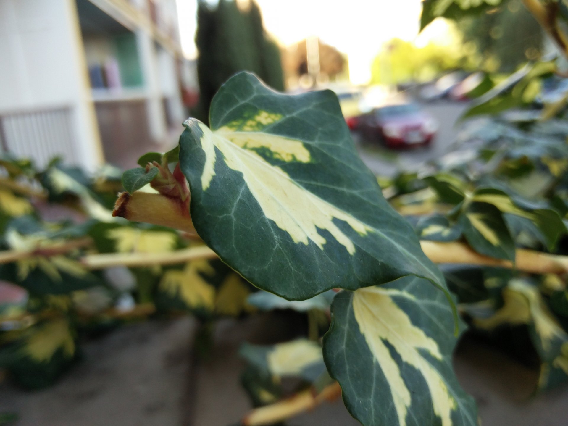 foto z blízka - Recenzia mobilných telefónov