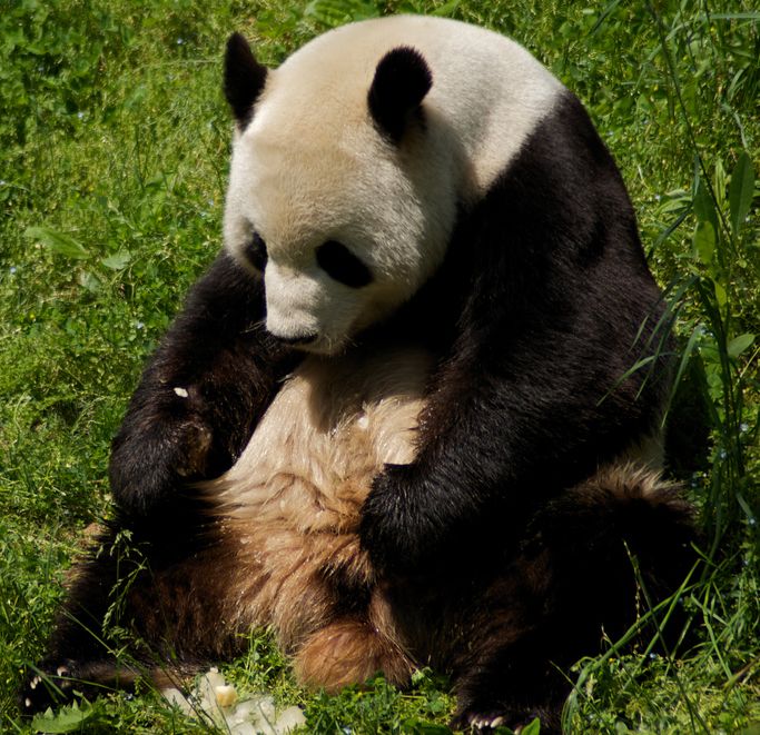 smutná panda - Flask framework pre Python