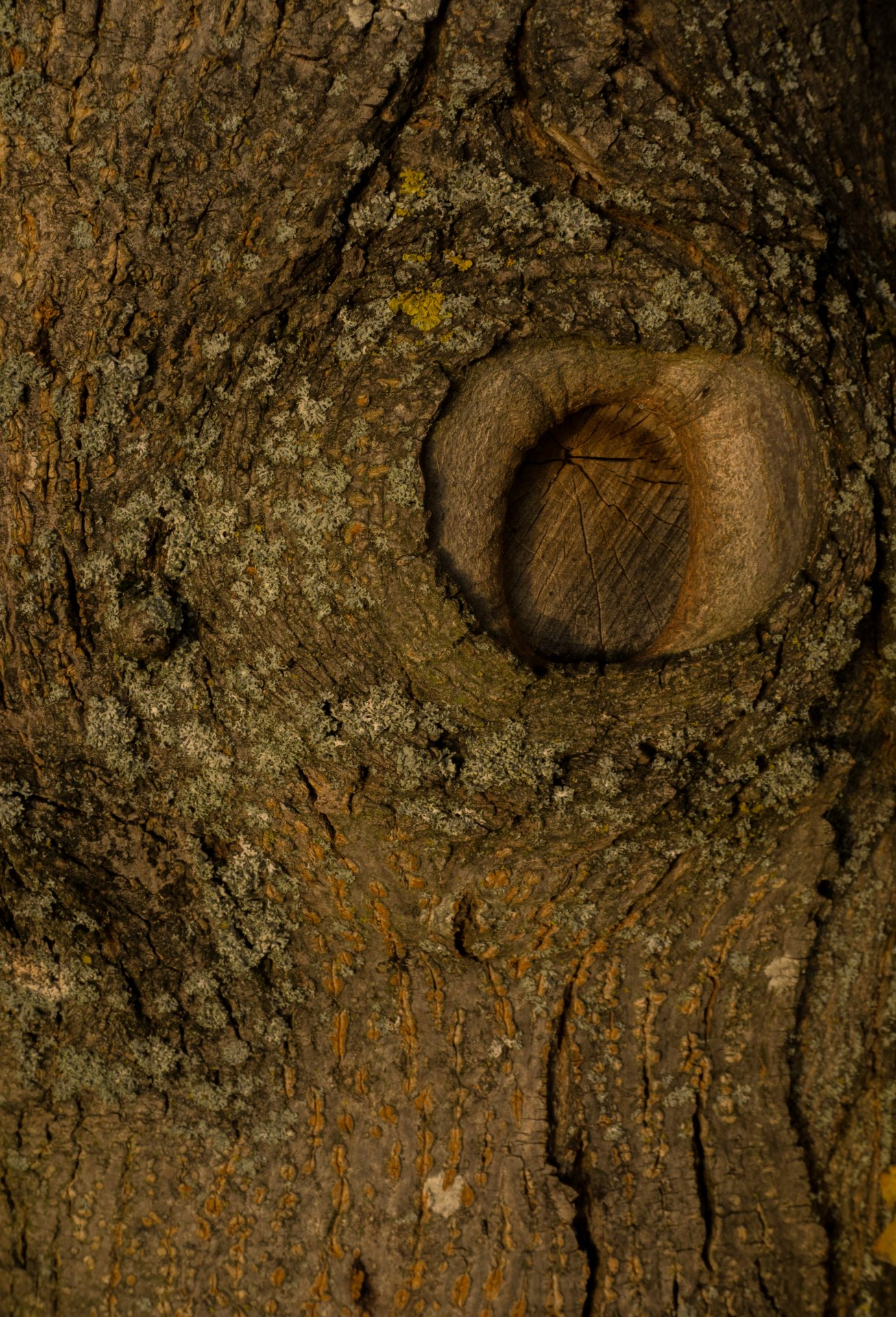 kmeň stromu - Fotografovanie