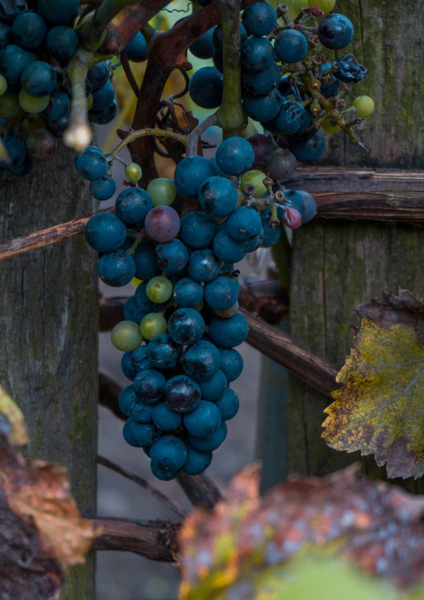 hrozno - Fotografovanie