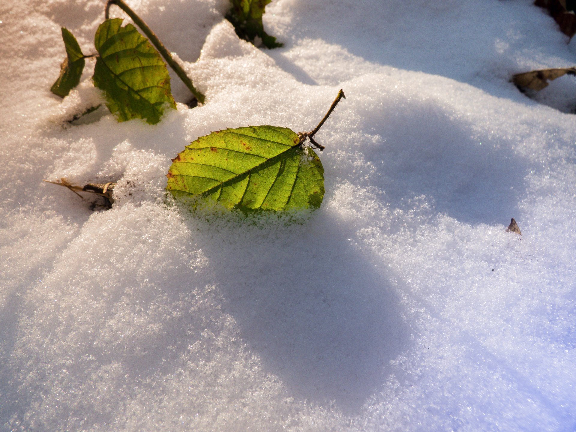 List v snehu - Kreativita