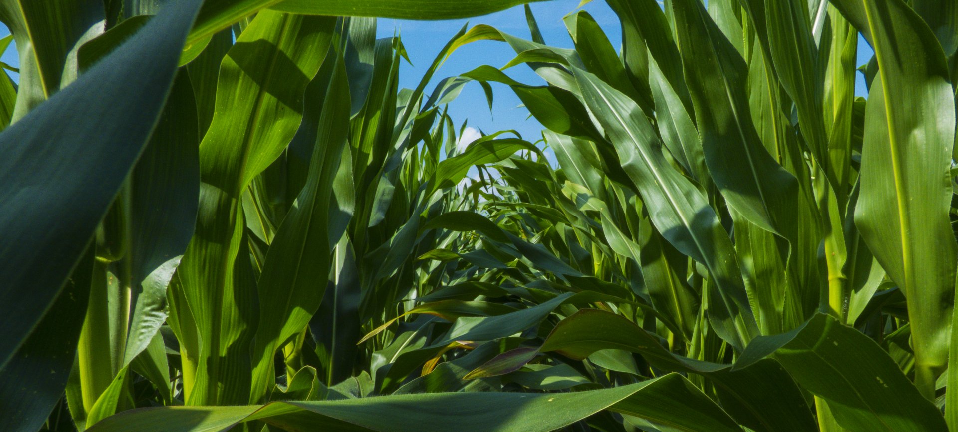 kukurica - Fotografovanie